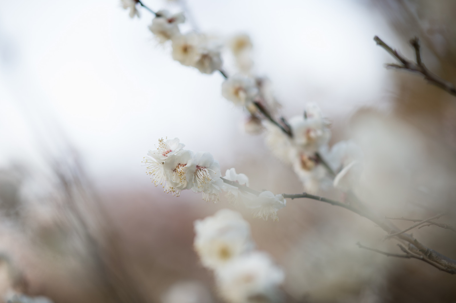 Japonsko, slunečnímu záření, Příroda, zima, fotografování, větev, mráz, Třešňový květ, Nikon, květ, jaro, Tokio, zmrazení, jp, strom, NIKKOR, podzim, list, květ, rostlina, sezóna, UME, flóra, okvětní lístek, afs105mmf14eed, afsnikkor105mmf14eed, df, ikegamibaien, Ikegami, japaneseapricot, větvička, zblízka, makro fotografie