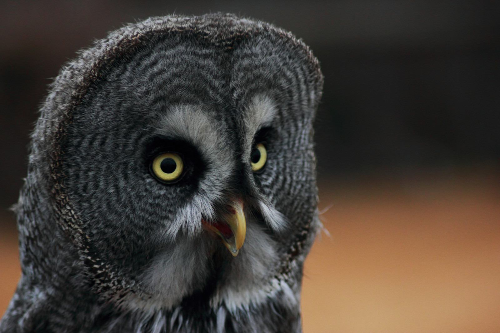 Příroda, fotografování, peří, žlutý, Volně žijících živočichů, Kánon, dravý pták, sova, zobák, rebel, pták, blinkagain, oko, elitegalleryaoi, Pírko, greatgreyowl, eos, fauna, rememberthatmomentlevel1, rememberthatmomentlevel2, rememberthatmomentlevel4, rememberthatmomentlevel3, 550D, rememberthatmomentlevel9, rememberthatmomentlevel5, rememberthatmomentlevel6, rememberthatmomentlevel10, T2i, zblízka, čenich, velký šedý sova, organismus, rememberthatmomentlevel7, rememberthatmomentlevel8, jasonwells, wellsie82, wwwjasonwellscouk, jasonwellscouk, Laplandowl, Baytreeowlcentre