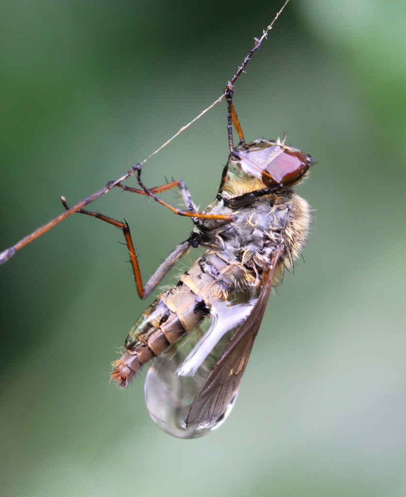 Летающие насекомые фото с названиями