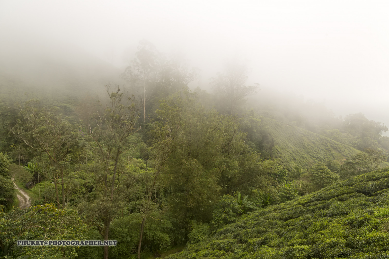 slunečnímu záření, les, kopec, Příroda, budova, tráva, nebe, motocykl, pole, Dům, hotel, zelená, modrý, ráno, mlha, letovisko, údolí, čaj, Malajsie, divočina, džungle, Thajsko, deštný prales, opar, plošina, mrak, strom, zvíře, mlha, cestovat, list, hora, květ, počasí, web, mě, síť, vegetace, domů, výlet, cesta, plavba, phuket, moto, Leathes, cameron, vrchovina, geo, phuketian, Kedah, Stát, zálesí, venkov, místo výskytu, přírodní prostředí, atmosférický jev, geografický rys, ekosystém, stanice hill, prales