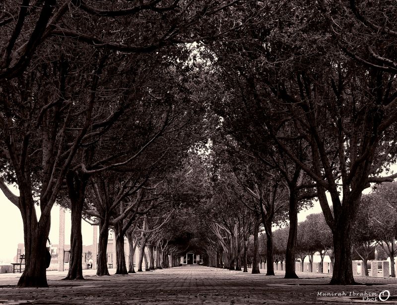 strom, Příroda, Černý a bílý, větev, dřevina, monochromatické fotografování strom, Příroda, Černý a bílý, větev, dřevina, monochromatické fotografování