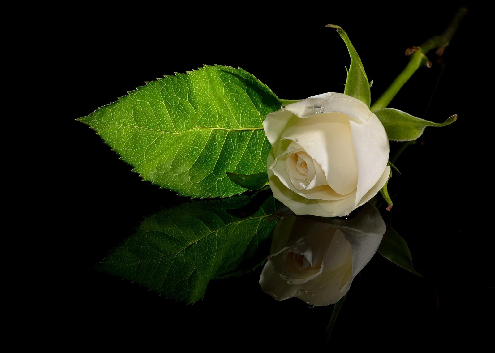 White Roses Reflected Wallpaper : rose, white, surface, reflection, drop 2048x1463 - wallup ...