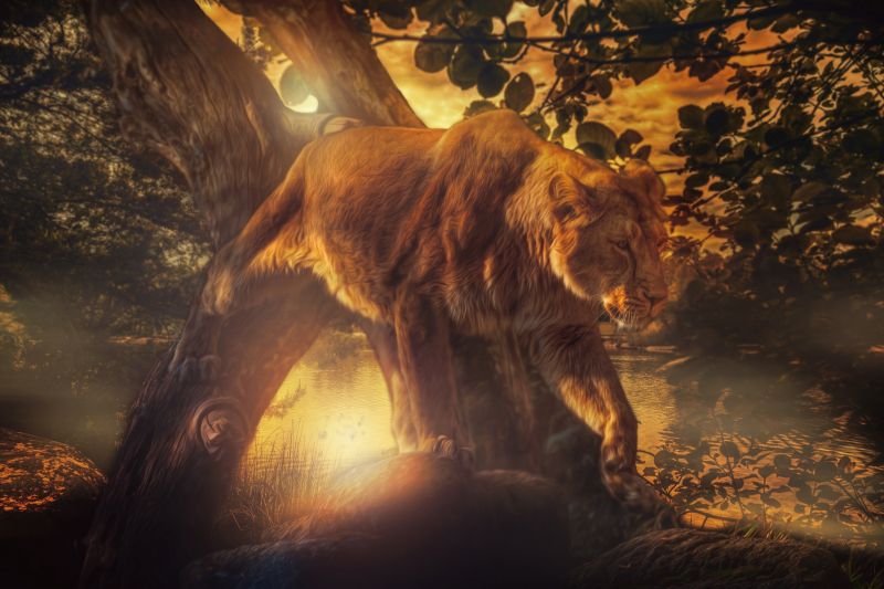 animals, lion, big cats, darkness, nature, wildlife animals, lion, big cats, darkness, nature, wildlife