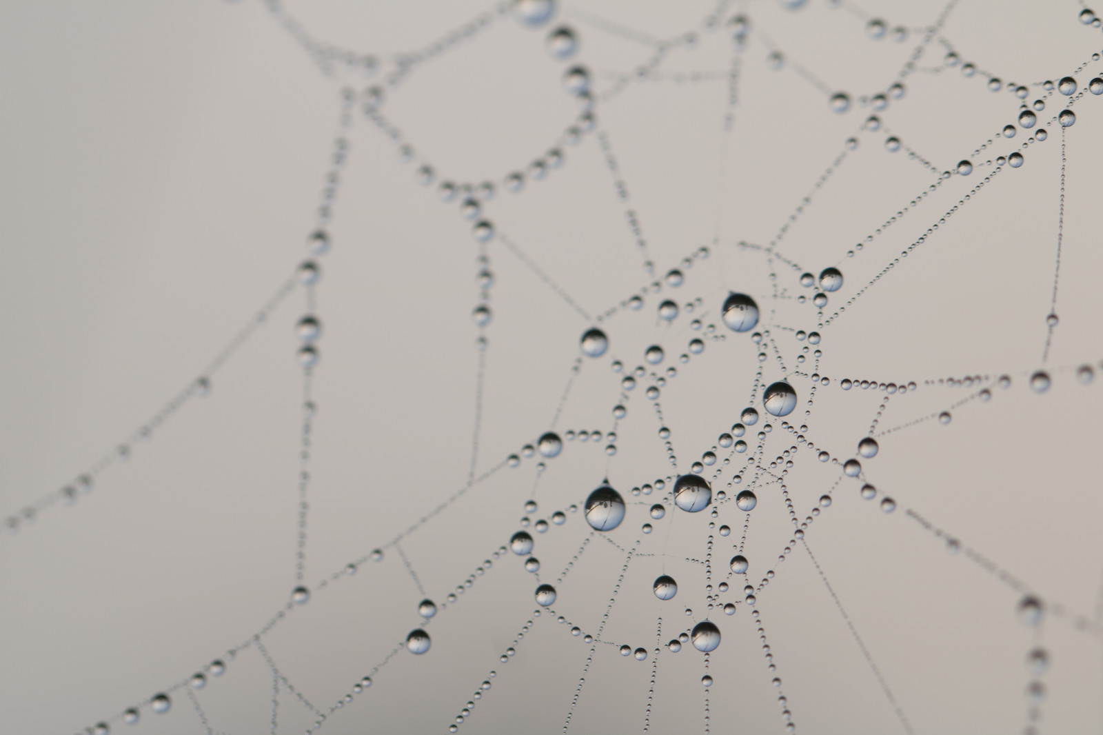 voda, Příroda, odraz, vzor, pavouk, rosa, pavoukovec, pokles, vatten, natur, spindeln t, materiál, čára, kapička, s dersl tt, reflektion, exif modelu canoneos760d, geocountry, Kamera aby kánon, geocity, Model fotoaparátu canoneos760d, geostate, geolocation, exif aby kánon, EXIF isospeed 100, EXIF otvor 40, m nster, exif focallength 100mm, EXIF ef100mmf28lmacroisusm čočka, Dagg, n t, vattendroppe, křídlo, fauna, bezobratlý, vlhkost, členovců, pavoučí síť, orb weaver pavouk, araneus