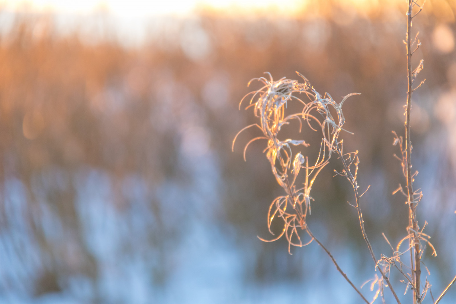 slunečnímu záření, západ slunce, moře, voda, Příroda, odraz, tráva, zima, fotografování, větev, ráno, pobřeží, mráz, soumrak, světlo, strom, podzim, list, květ, rostlina, sezóna, flóra, solnedg ng, Vinter, hav, Trelleborg, kust, V strasm b tshamnen, větvička, zblízka, makro fotografie, tráva rodina, závod stonek