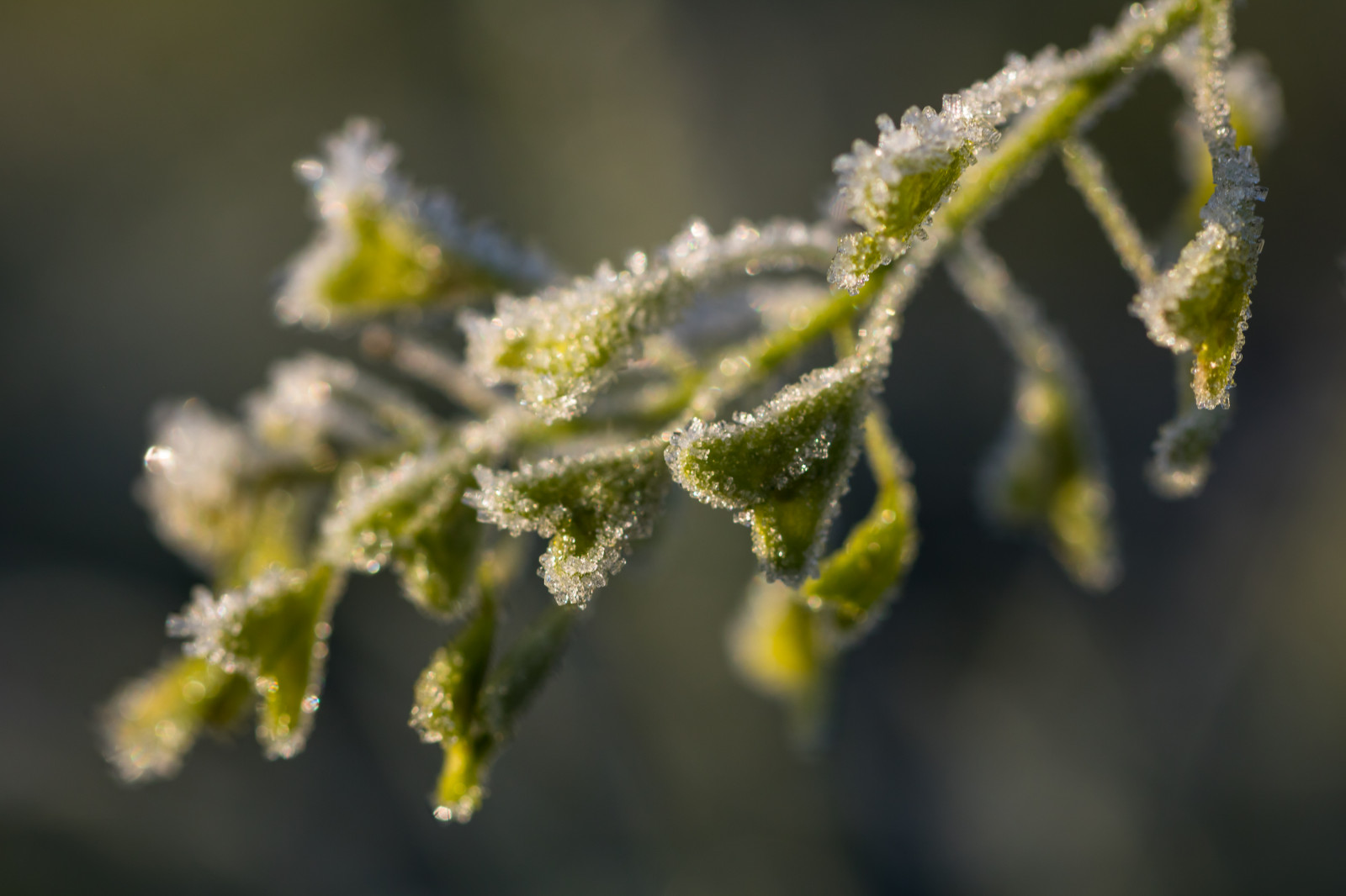slunečnímu záření, Příroda, fotografování, makro, větev, zelená, žlutý, Studený, mráz, květ, rosa, strom, list, květ, rostlina, flóra, pupen, makro, natur, kallt, větvička, botanika, suchozemská rostlina, dřevina, zblízka, makro fotografie, závod stonek, vlhkost