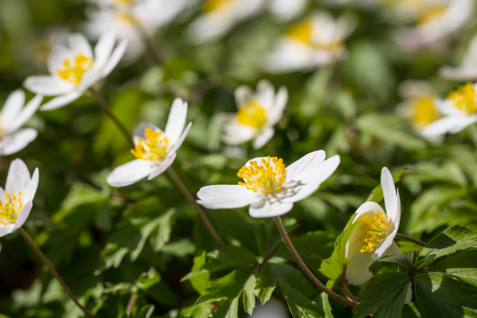 natur, gul, blomst, forår, Anemone, blomst, plante, flora, blomma, v r, forår, Alnarp, kronblad, woodanemone, vitsoppa, eng, wildflower, botanik, jord plante, blomstrende plante, makrofotografering