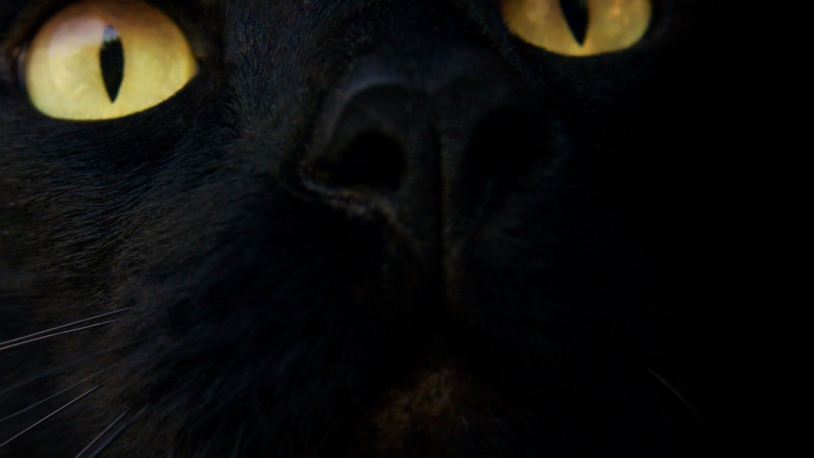 Wallpaper : 1920x1080 px, black cats 1920x1080 - 4kWallpaper - 1385565 ...