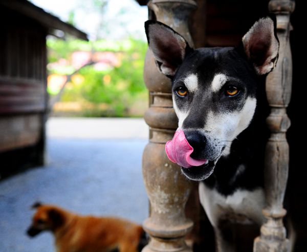Tinkerbell,maddog,jungle,tongue,dogs,K9