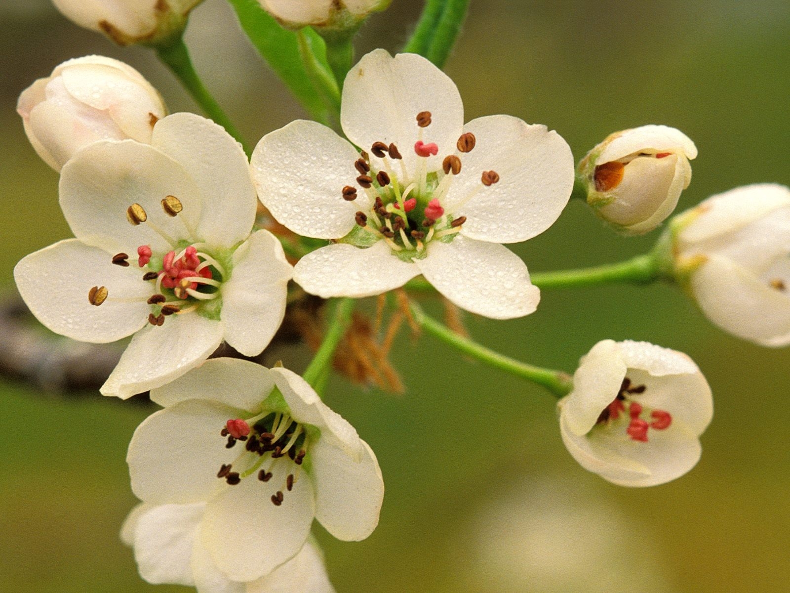 Spring Tree Petals Wallpaper : white, branch, petals, blossom, spring, tree, flower, flora ...