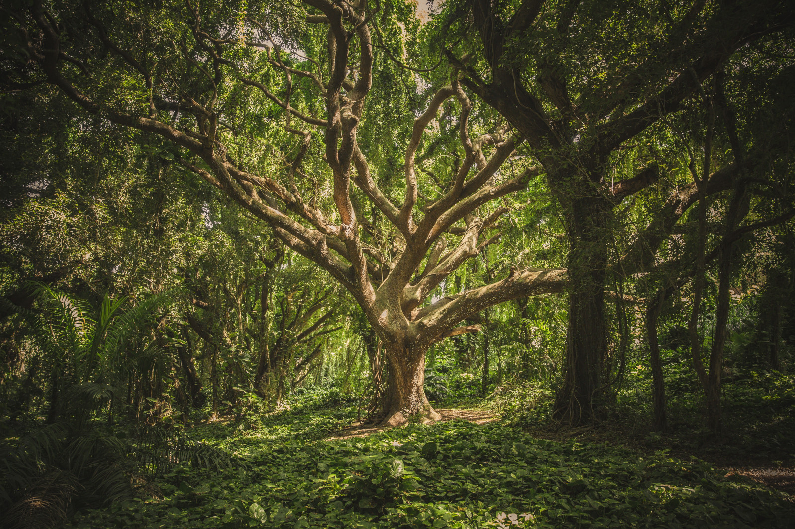 Sfondi Luce Del Sole Alberi Paesaggio Natura Erba Cielo Ramo 