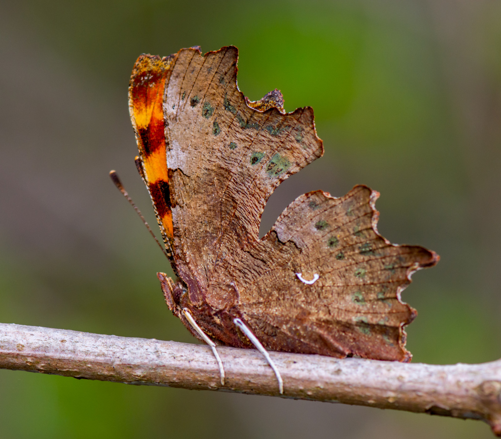 Comma Moth Wallpaper : insect, wildlife, moth, leaf, fauna, sheffield, macro ...