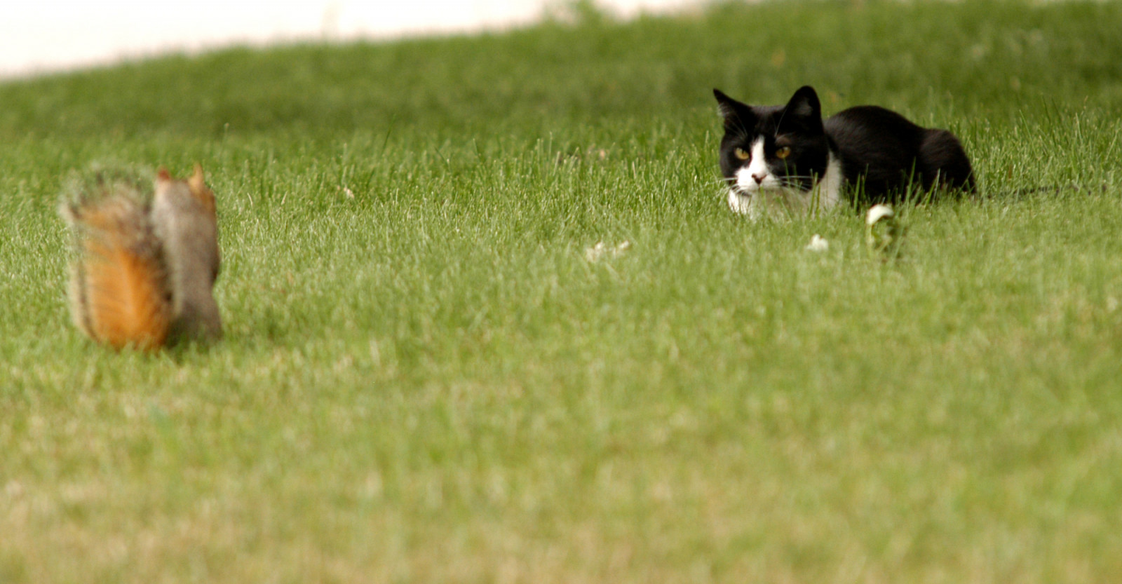 kat, dOF, opgør, jage, squarl