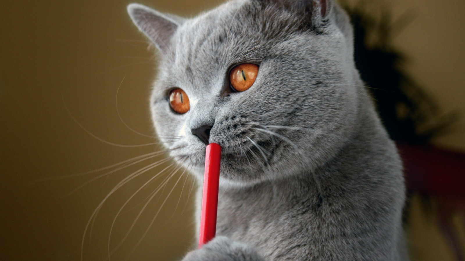 1920x1080 px, animals, cats, straws