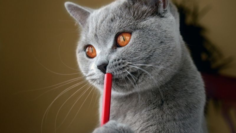 1920x1080 px,Pajitas,Animales,Gatos
