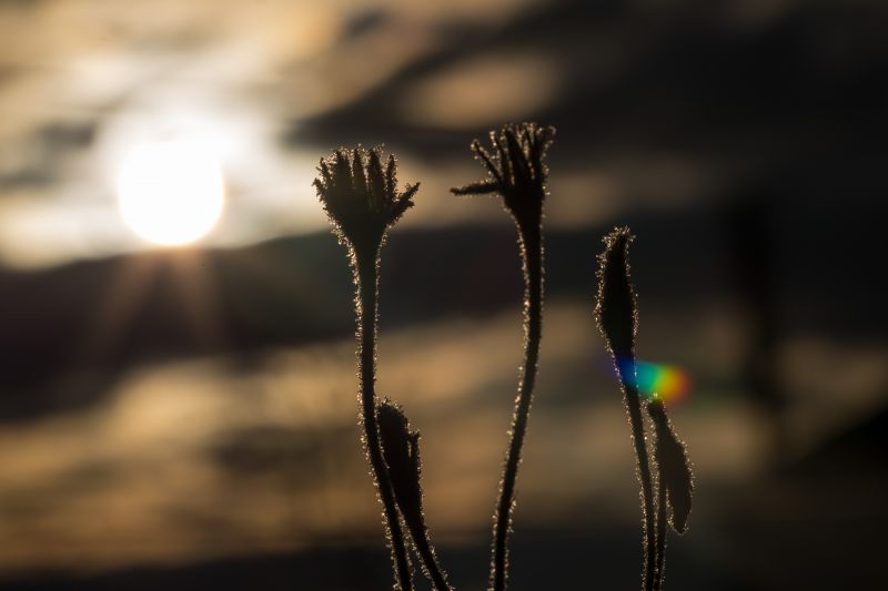 阳光,日落,水,性质,反射,晚