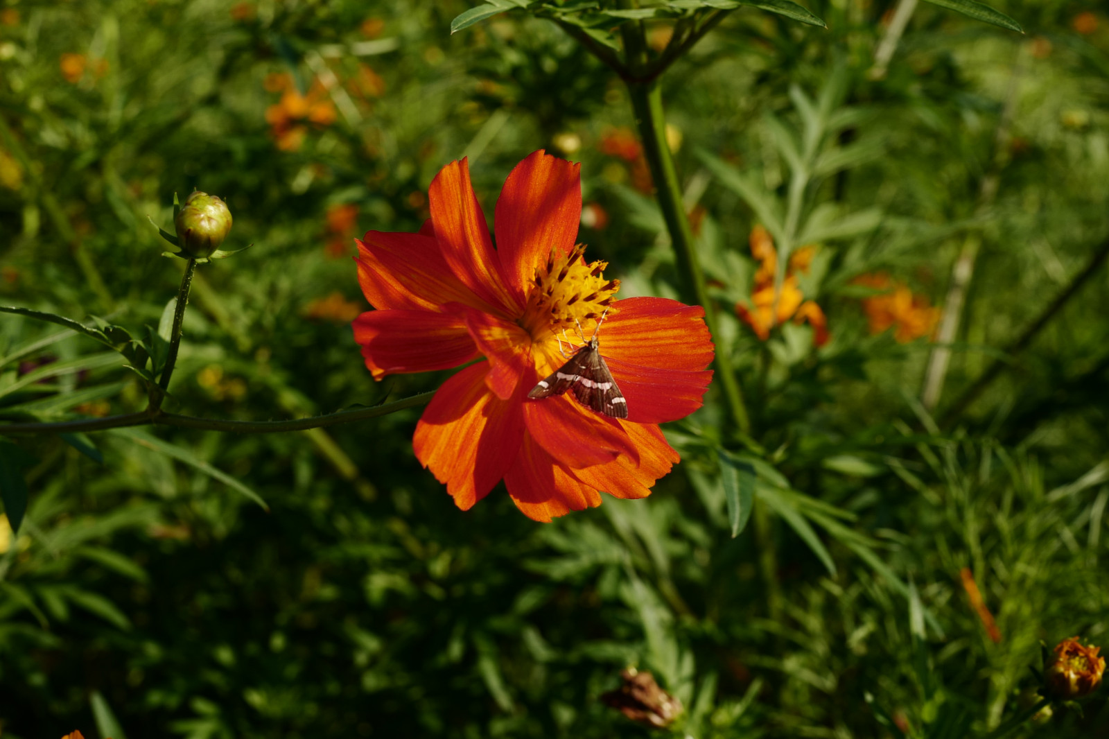 Japonsko, zahrada, Příroda, tráva, žlutý, Leica, Tokio, bylina, jp, podzim, list, květ, rostlina, kosmos, flóra, okvětní lístek, louka, Hamarikyu, Shiodome, summilux, leicaq, summilux1728, q, 1728, divoká rostlina, prérie, botanika, suchozemská rostlina, kvetoucí rostlina, jednoletá rostlina, makro fotografie, daisy rodina, zahrada kosmos, síry kosmos