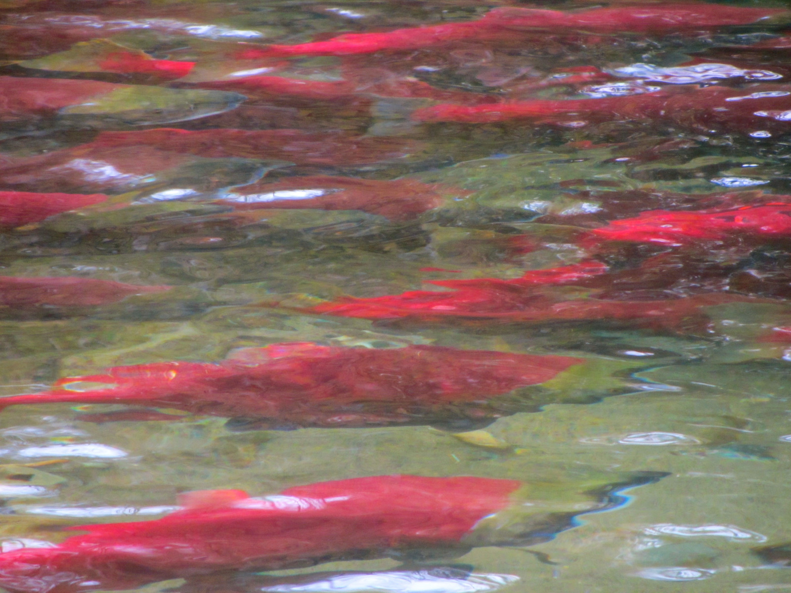 Červené, Ryba, Kanada, Příroda, voda, losos, umírající