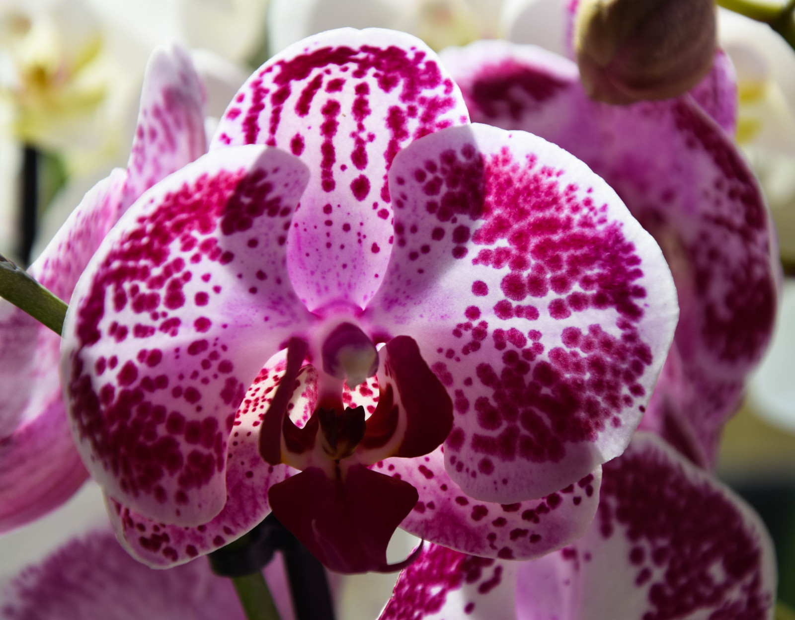 květiny, zahrada, orchideje, rostliny, zelená, květ, růžový, Cattleya, květ, rostlina, oko, orchidej, flóra, blommor, v xter, tr dg rd, Orkid er, orchidaceae, bílá květina, okvětní lístek, suchozemská rostlina, kvetoucí rostlina, makro fotografie, můra orchidej, vánoční orchidej, Cattleya labiata