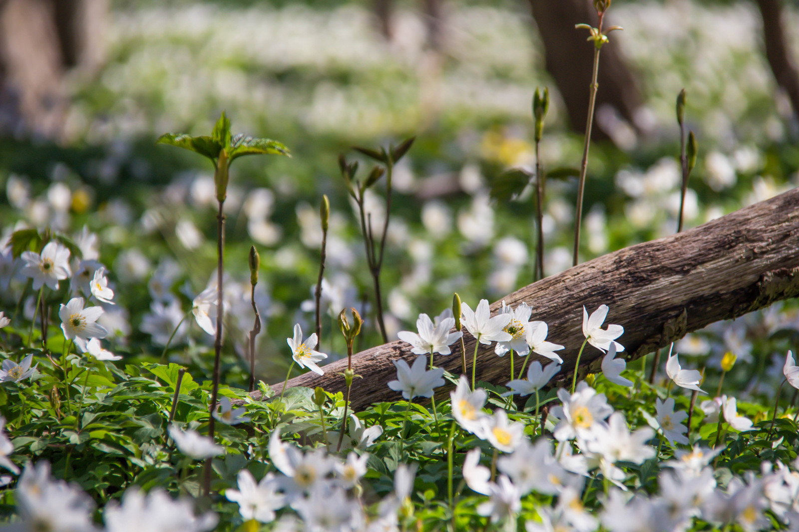slunečnímu záření, les, zahrada, Příroda, tráva, park, větev, zelená, Volně žijících živočichů, květ, jaro, strom, podzim, list, květ, rostlina, sezóna, flóra, Blomma, v r, jaro, Alnarp, vitsippa, alnarpsparken, aneomone, louka, fauna, divoká rostlina, zálesí, místo výskytu, přírodní prostředí, botanika, makro fotografie
