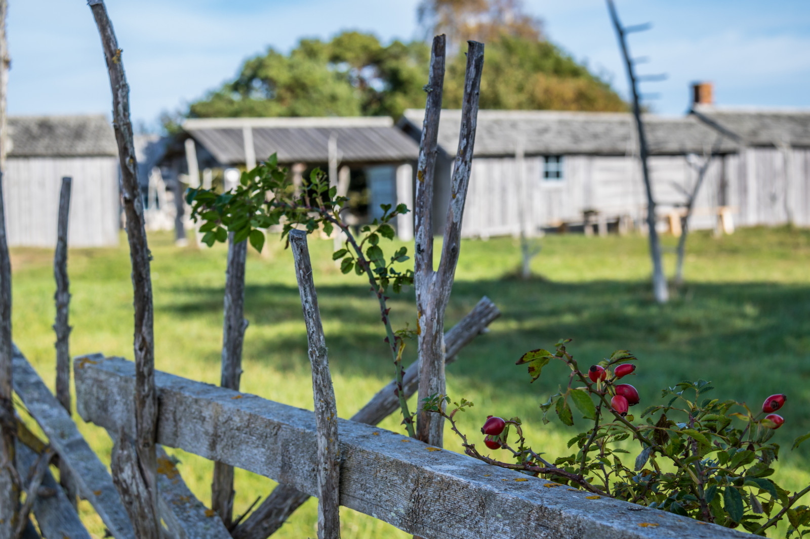 zahrada, tráva, stěna, hospodařit, plot, muzeum, chodník, chalupa, květ, yard, Gotland, attackfoto, attackfoto8, kovik, gotlandsfiskerimuseum, zemědělství, venkov, keř, outdoor struktura, home oplocení