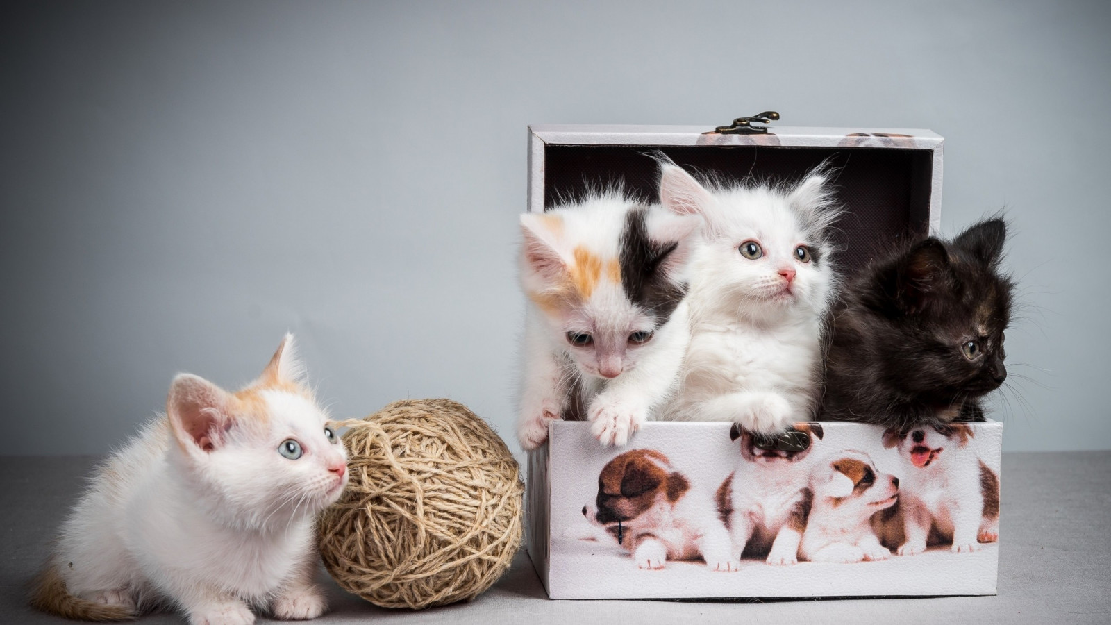 kočky, štěňata, zvěř