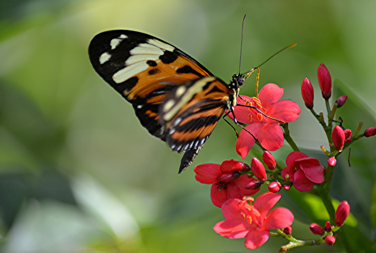 Červené, tygr, motýl, hmyz, jaro, květ, rostlina, flóra, heliconius, ngc, sunrays5, divoká rostlina, makro fotografie, bezobratlý, nektar, opylovači, můry a motýli, lycaenid, motýl monarcha, Pieridae, fairchildtropicalbotanicgarden, wingsofthetropics, štětec footed motýl, fairchildgarden, Heliconiushecale, Spicyjatrofa, Jatropha, Heliconian