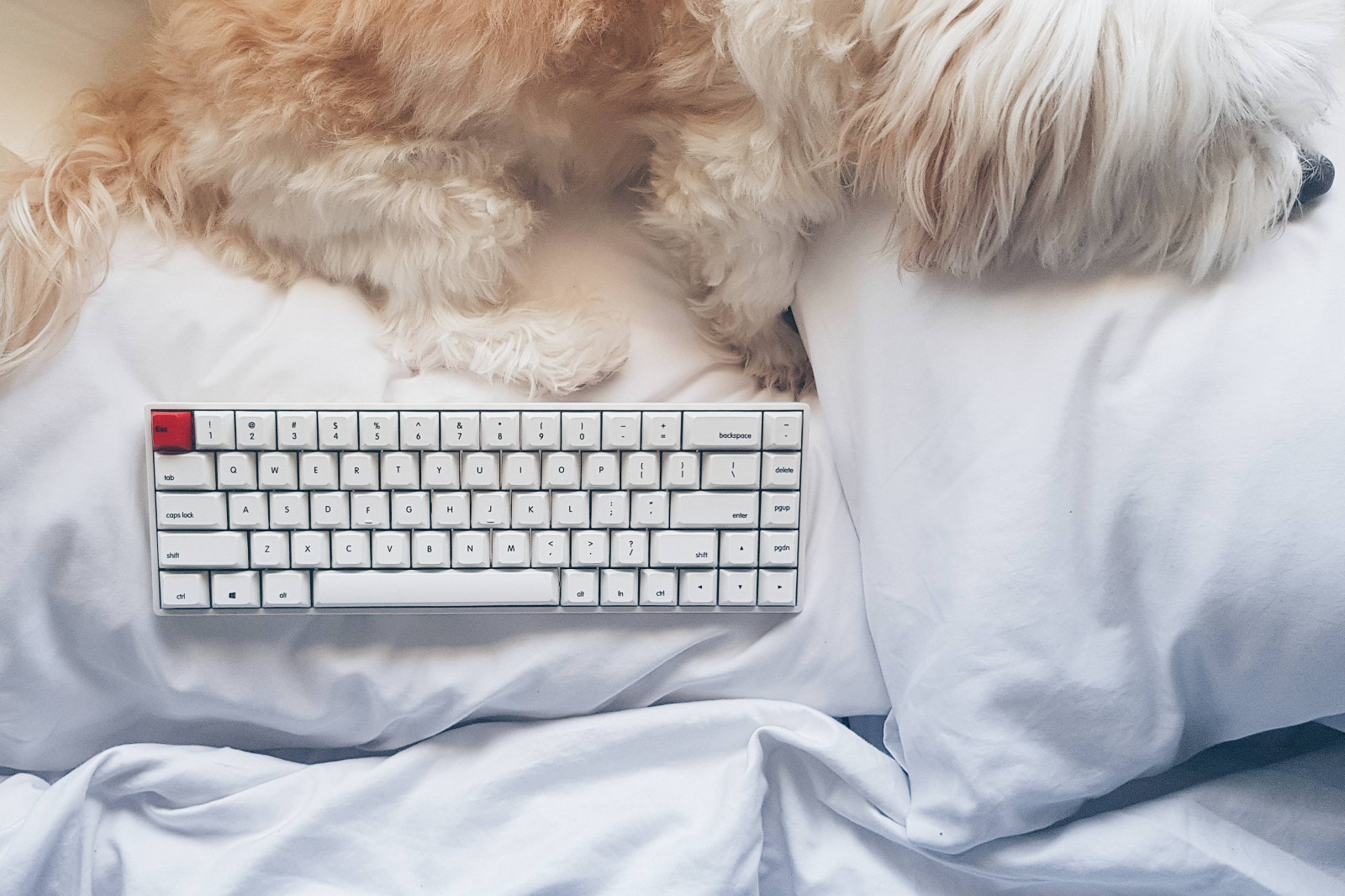 Wallpaper 3465x2310 px, bed, cozy, dog, mechanical keyboard, pillow