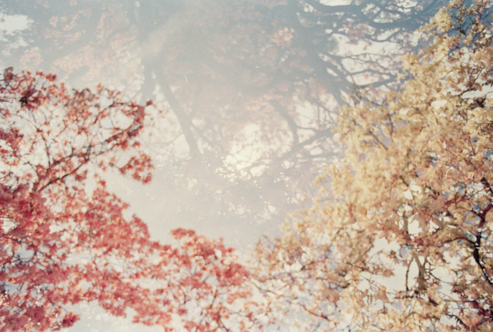 život, růžový, květiny, stromy, světlo, stín, nebe, rostliny, slunce, květ, strom, zelená, film, Příroda, tráva, silueta, analogový, 35MM, Kánon, zlato, jaro, expozice, stíny, dof, fotoaparát značky kodak, bokeh, Duch, doubleexposure, větve, natur, sen, Maryland, dvojnásobek, outoffocus, magnólie, násobek, zasněný, a1, analog, duchovní, canona1, větvičky, snít, magnólie, zlatá hodina, kodakgold, magnoliatree, půjčil, postní, kodakgold200, Xpo