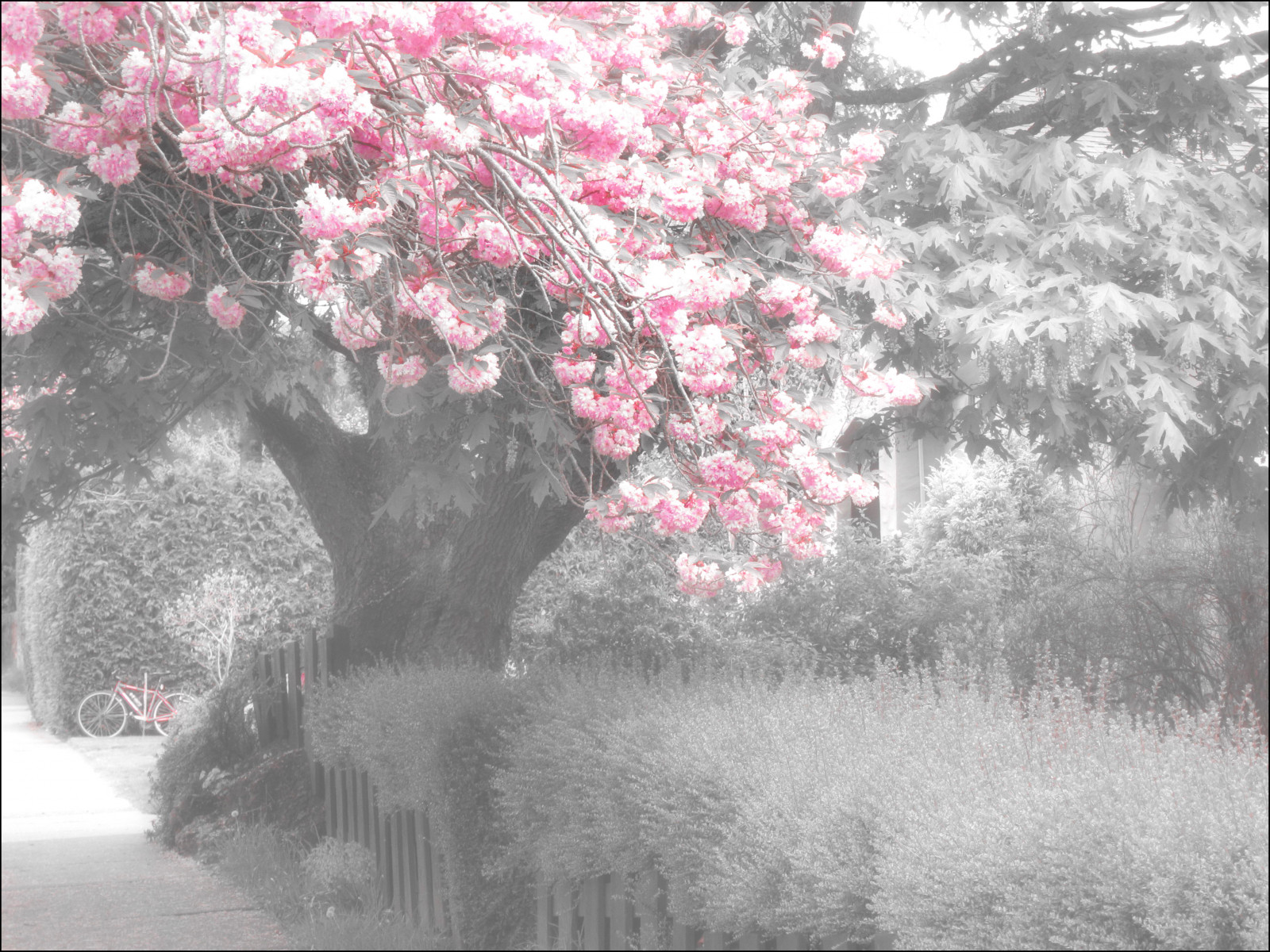 Güneş ışığı, bisiklet, kar, kış, Şube, sabah, don, Kiraz çiçeği, Çiçeği, pembe, Bahar, Dondurucu, Nisan, Ağaç, Yaprak, çiçek, bitki, bitki örtüsü, galaksi, Mfcc, siyah ve beyaz, Odunsu bitki, pembe Düşün