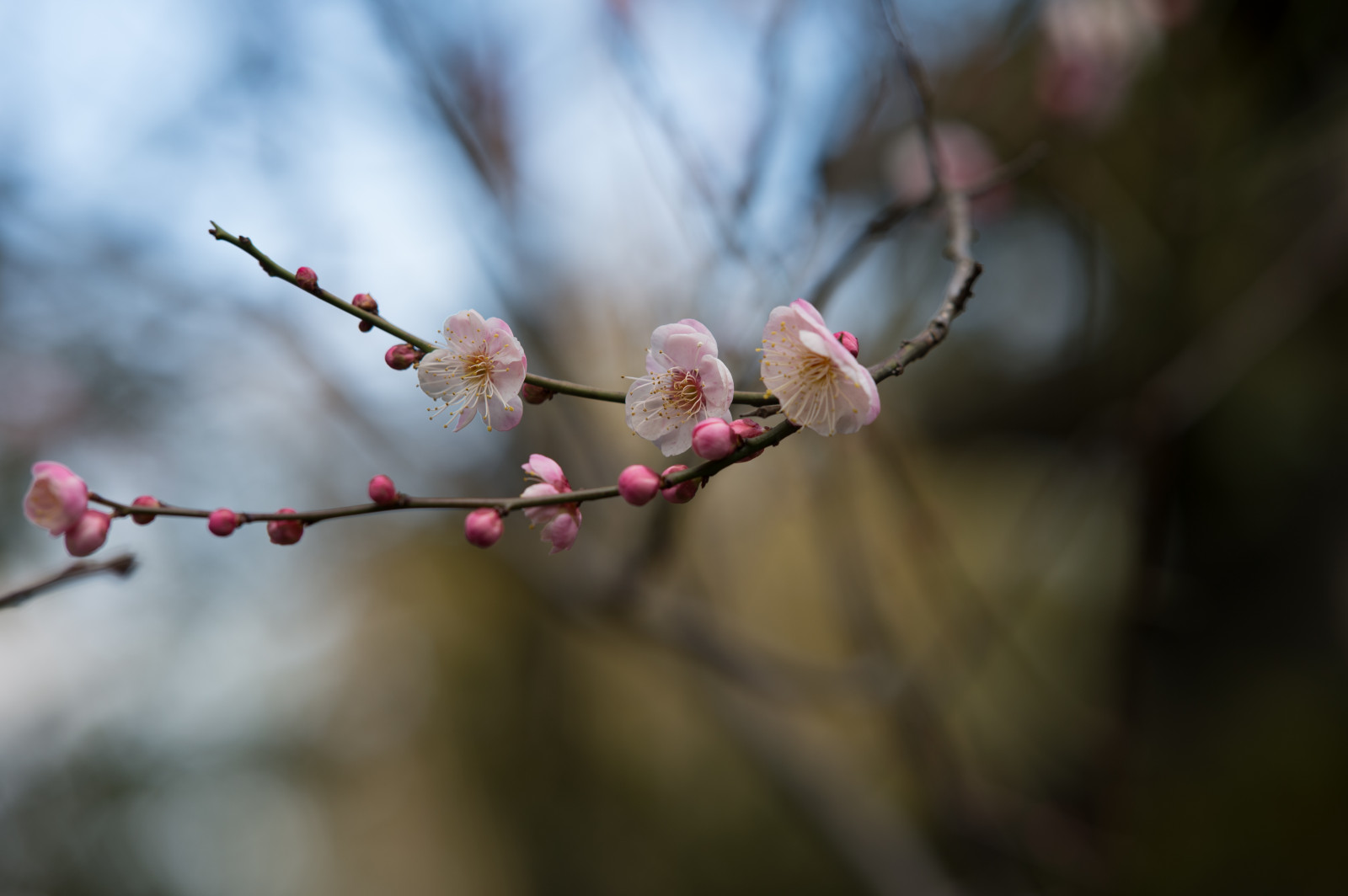 Giappone, natura, ramo, fiore di ciliegio, Nikon, fiorire, primavera, Tokyo, Jp, albero, NIKKOR, autunno, foglia, fiore, pianta, stagione, ume, flora, germoglio, petalo, afs105mmf14eed, afsnikkor105mmf14eed, df, ikegamibaien, Ikegami, japaneseapricot, ramoscello, produrre, pianta fiorita, avvicinamento, fotografia macro, staminali vegetali
