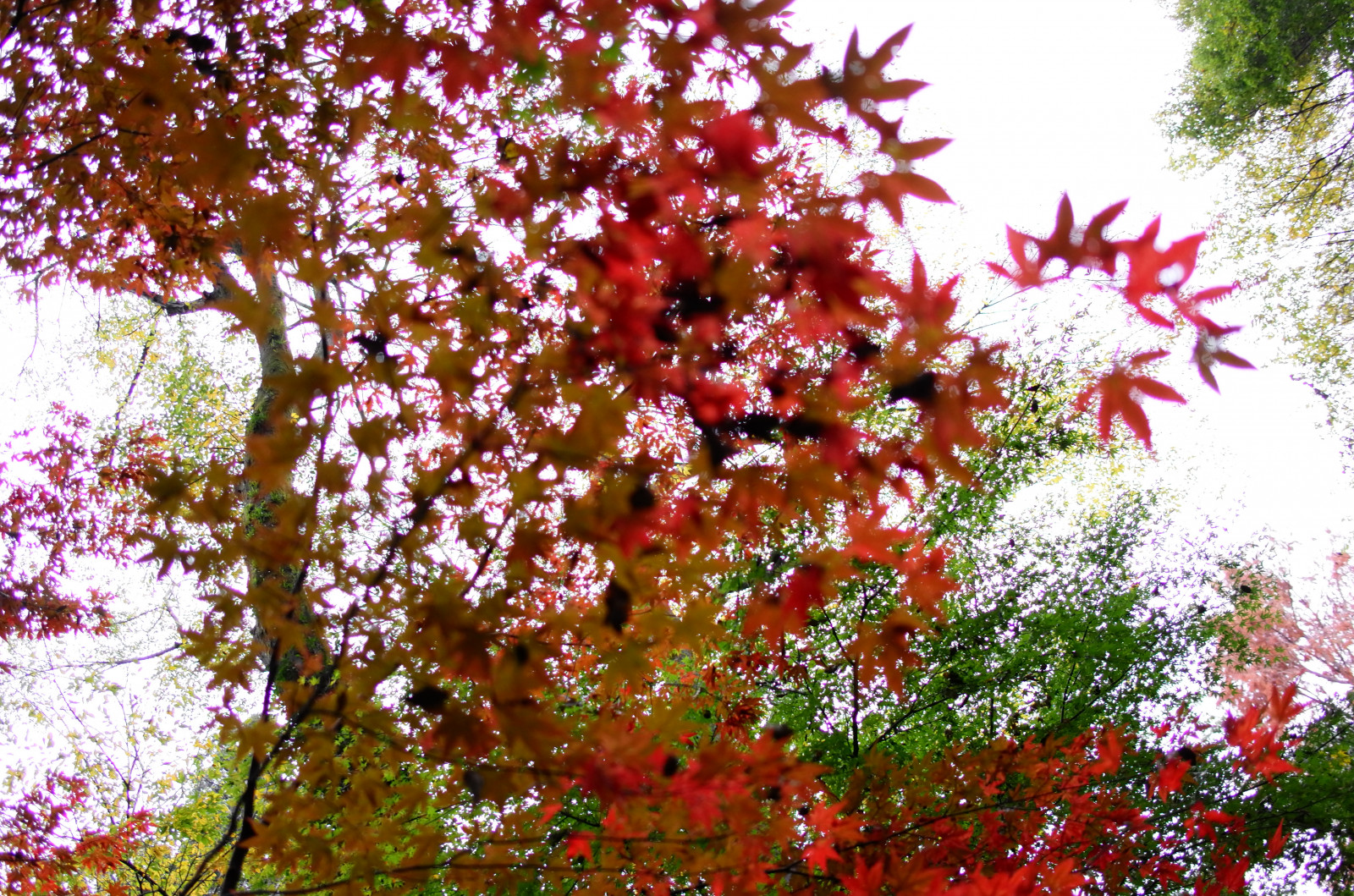 Japonsko, větev, květ, Leica, Tokio, jeřáb, jp, strom, podzim, list, květ, rostlina, sezóna, flóra, CC, T, Chofu, leicat, Summicron, CreativeCommons, jindaiji, summicron235, 235, vyrobit, botanika, suchozemská rostlina, kvetoucí rostlina, dřevina, keř, javor