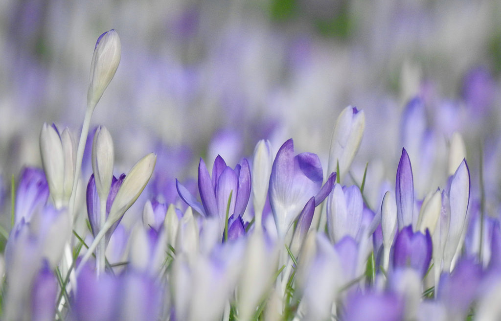 květiny, Příroda, pole, nachový, Nikon, levandule, květ, bokeh, jaro, krokus, květ, rostlina, hyacint, flóra, krokus, okvětní lístek, louka, nederland, Nizozemí, thegalaxy, platinumheartaward, autofocus, Bloemen, divoká rostlina, suchozemská rostlina, kvetoucí rostlina, makro fotografie, závod stonek, angličtina levandule, iris rodina