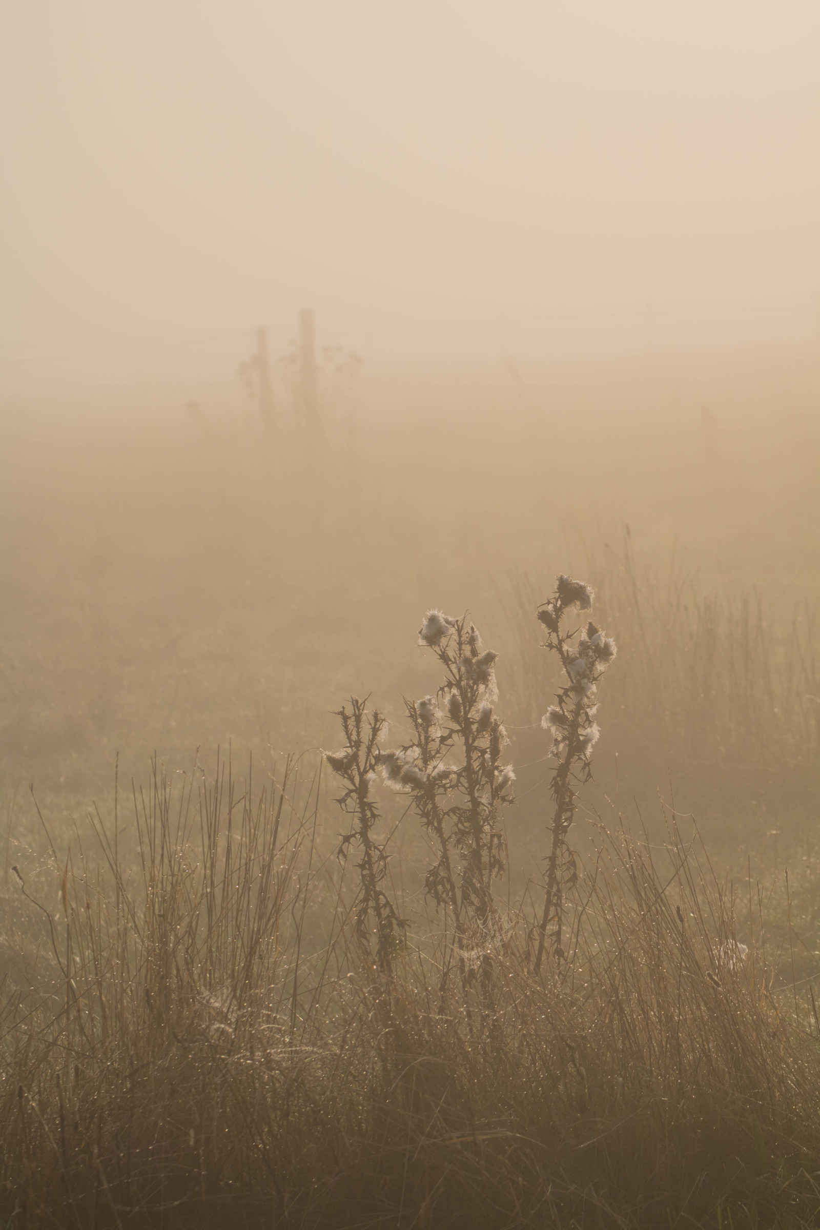 slunečnímu záření, voda, Příroda, tráva, pole, svítání, ráno, mlha, vítr, horizont, prach, rosa, opar, mlha, počasí, svítání, lučina, pokles, web, pavoučí síť, vatten, spindeln t, kapička, s dersl tt, droppe, Dagg, n t, prostý, prérie, místo výskytu, přírodní prostředí, atmosférický jev, tráva rodina, savana
