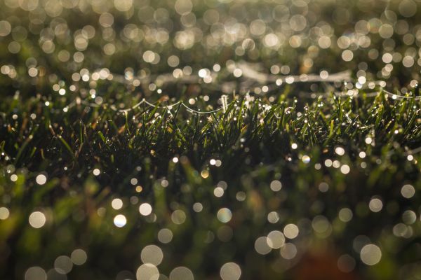 sunlight,water,nature,grass,branch,green