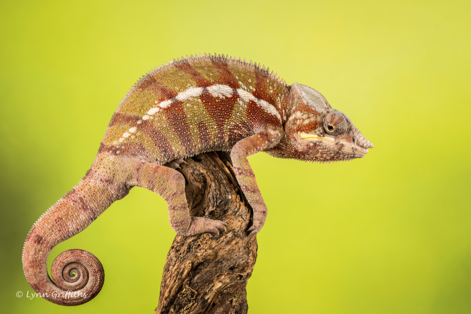 plaz, zmenšen plazů, chameleón, ještěrka, fauna, Igvaja, terrestrial animal, africký chameleon, organismus, ještěrka, zblízka, Agamidae, makro fotografie, dactyloidae