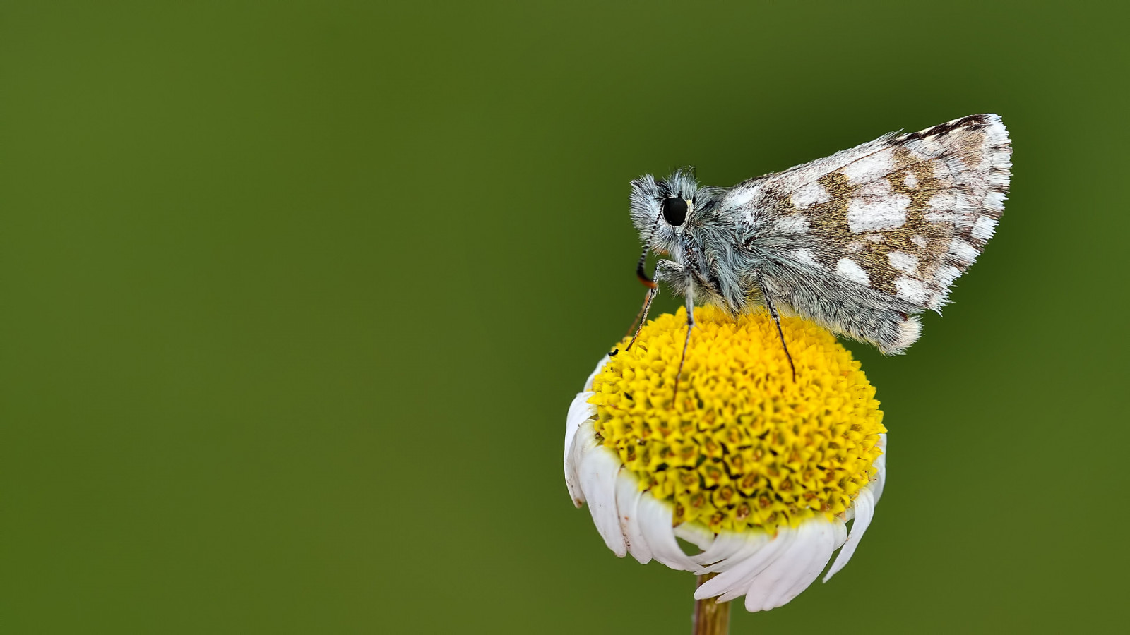 Landschaft, Natur, Minimalismus, Feld, Fotografie, Makro, Schmetterling, Insekt, Grün, Gelb, Muster, Tierwelt, Textur, Nikon, blühen, Lepidoptera, Gänseblümchen, Kapitän, heiter, Tier, Blume, Pflanze, draussen, Insekten, Flora, Blütenblatt, 28, Schmetterlinge, Fj rilar, Os, Papillon, Flügel, Sigma, Ngc, Fauna, Vlinder, 150, Buzznbugz, Nahansicht, Makrofotografie, Pflanzenstamm, wirbellos, Nektar, Bestäuber, Motten und Schmetterlinge, Animalia, Arthropoden, Insekta, Lycaenid, Pieridae, Nikondigital, Farfalle, Kelebek, Borboleta, Leptir, K p n k, Fliegend, Fi rildi, Dagfj rilar, F ileac n, Conb m, P iv perhonen, Perhonen, B bochka, Motyl, Mot l, Hesperiidae, Mariposas, Sommerfugler, Pyrgus, Jupei, Kaukasisch, Kafkasyaz pz pkelebe i