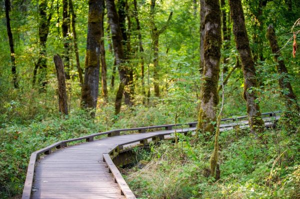 forest,depth of field,Oregon,beaverton,park,wooden walkway