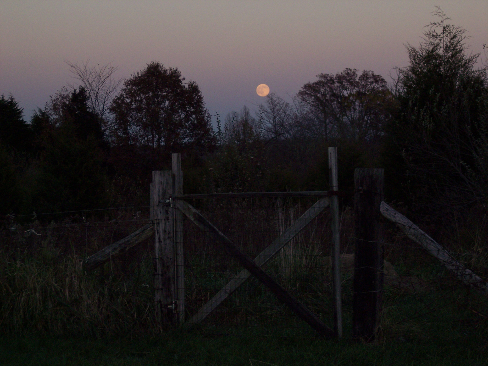 dřevo, stromy, Měsíc, Příroda, les, plot, krajina, krajiny, Illinois, scenérie, brána, nálada, mír, Země, scénický, klidný, klid, naturallight, úplněk, východ měsíce, Klid, klidný, klidný, mimořádný, oldwood, Southernillinois, Oldgate, naturalcolor, Perfectpic