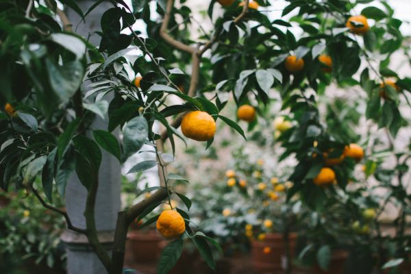 fruit, citrus, food, branch, yellow, tangerine