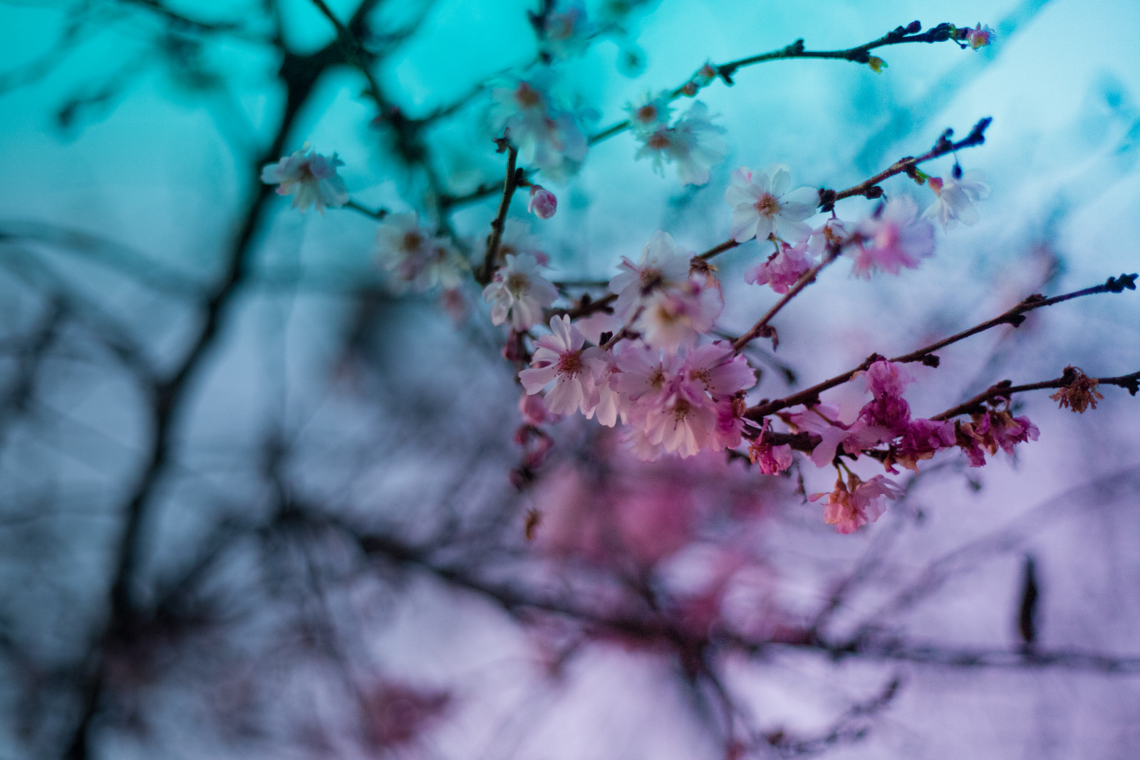 Wallpaper sunset, flowers, winter, branch, blossoms, gradient, cherry blossom, bokeh, spring