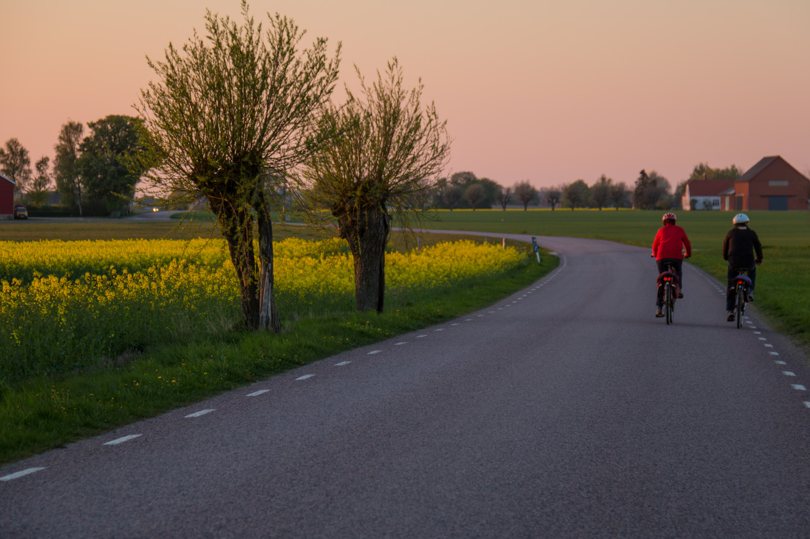 landskab, græs, Mark, vej, morgen, hovedvej, cykling, asfalt, infrastruktur, Raps, træ, landskabet, landsbygd, rapper, f lt, s dersl tt, landskap, raps, rapefield, bane, landdistrikt, vejbelægning