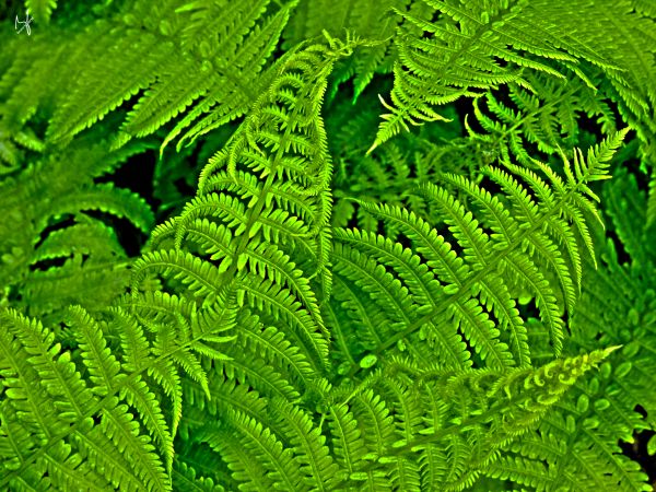 city,nature,Photoshop,Montreal,fujifilm,green