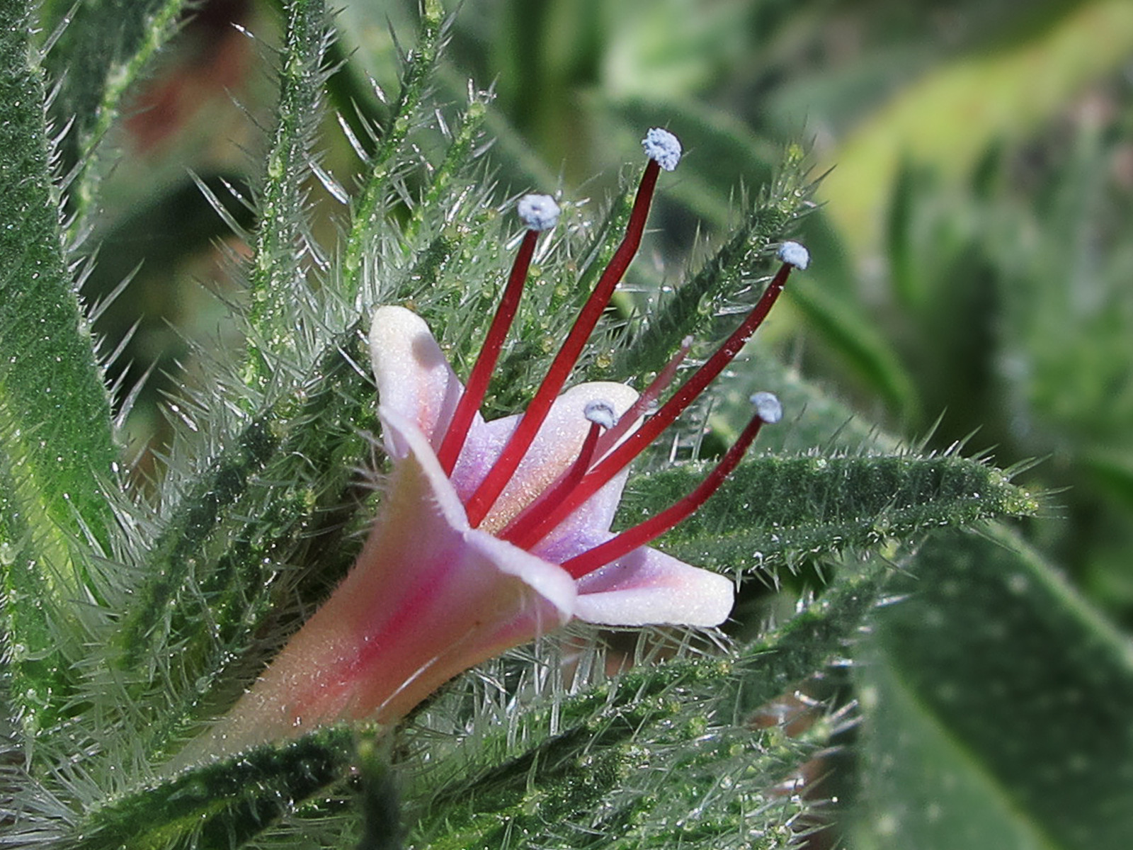 makro, květy, růžový, květ, rostlina, flóra, rosa, květ, divoká rostlina, flor, kvetoucí rostlina, zblízka, závod stonek, Silvestre, Echiumitalicum, Echiumasperrimum, Viborerarosa, Labolenga