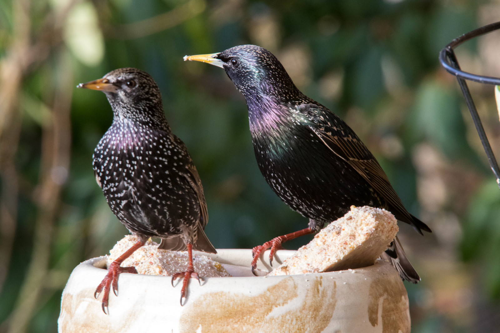 fugl, fauna, næb, siddepinde fugl, solsort, dyreliv, organisme, stær, gærdesmutte, finke, Songbird