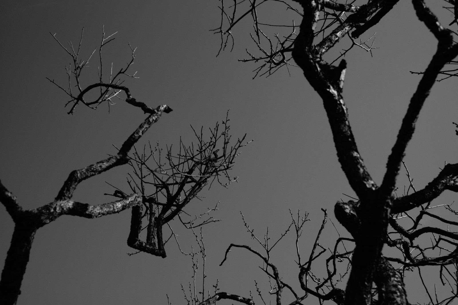 sort, monokrom, natur, vinter, silhuet, afdeling, forår, Leica, Tokyo, M, træ, blad, blomst, plante, bw, mørke, ikegamibaien, Ikegami, Summicron, summicron1235mm, type240, Kvist, atmosfærisk fænomen, sort og hvid, monokrom fotografering, vedplante