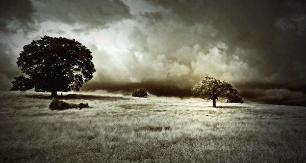 sunlight, trees, nature, sky, monochrome, photography