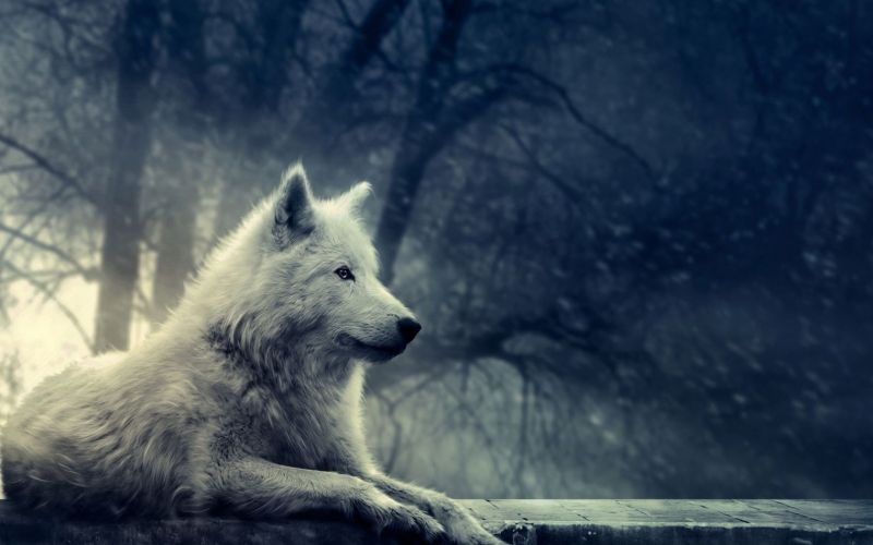 animals, wolf, mammal, 1680x1050 px, vertebrate, nature animals, wolf, mammal, 1680x1050 px, vertebrate, nature