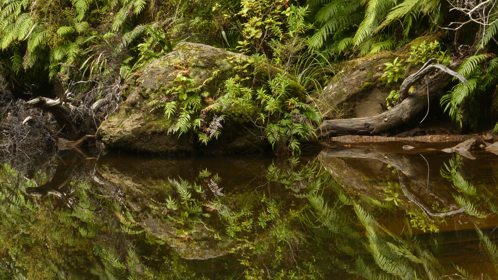 acqua, natura, vegetazione, riserva naturale, albero, riflessione, foglia, ruscello, pianta, foresta, vecchia foresta di crescita, bosco, Banca, giungla, zone umide, foresta pluviale, alveo, torrente, roccia, muschio, fiume, palude, paesaggio, impianto di terreni non vascolare, ramo, riparian zone, erba, natura, stagno, tronco, giochi d'acqua