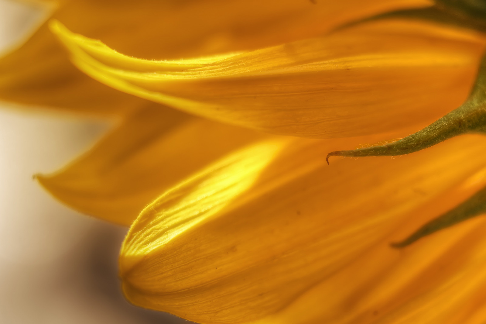 květ, žlutý, makro fotografie, zblízka, flóra, okvětní lístek, slunečnice, pyl, závod stonek, zátiší fotografování, daisy rodina